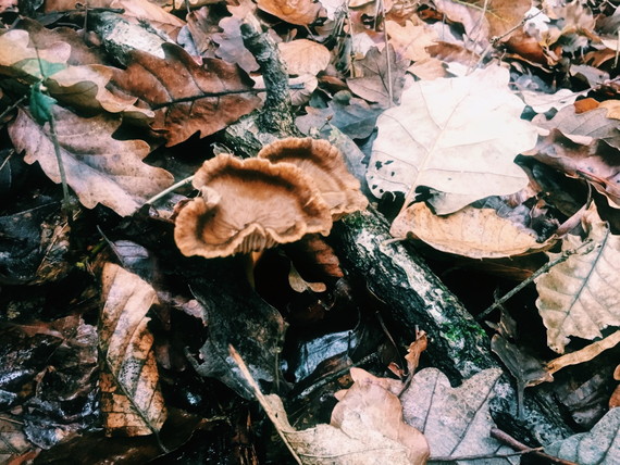 【連載 第4回】在仏美容師・小川みずきのセシボン日記 2 フランスの秋の風物詩「きのこ狩り」