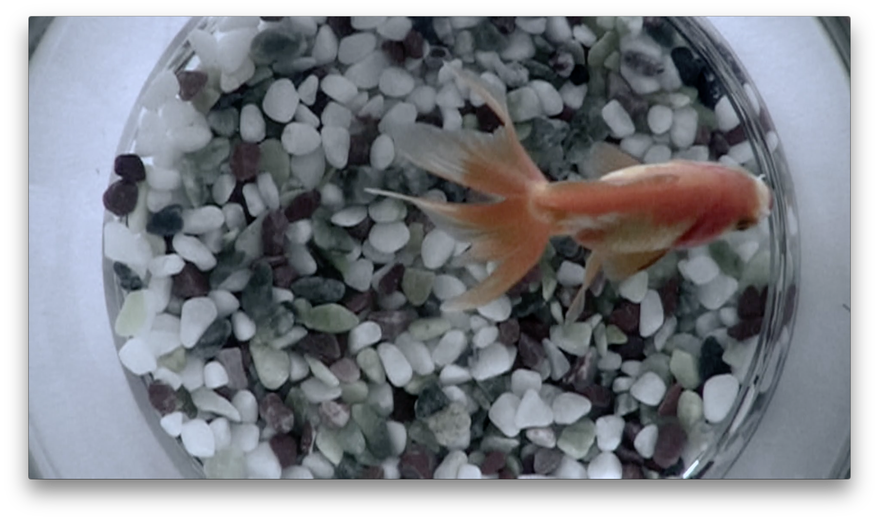 【連載】12色のうたうヘアカラー 8月は「金魚空」/vetica タカギタカオ 6 2e29dd76d7e7bf76af2de2cc62178736