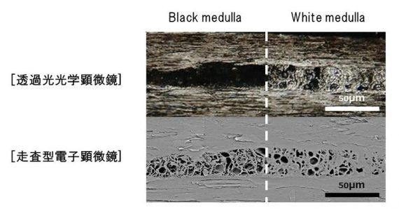 2種類のメデュラの構造比較