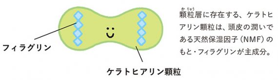 ◎潤いのカギは表皮幹細胞と肌のターンオーバー