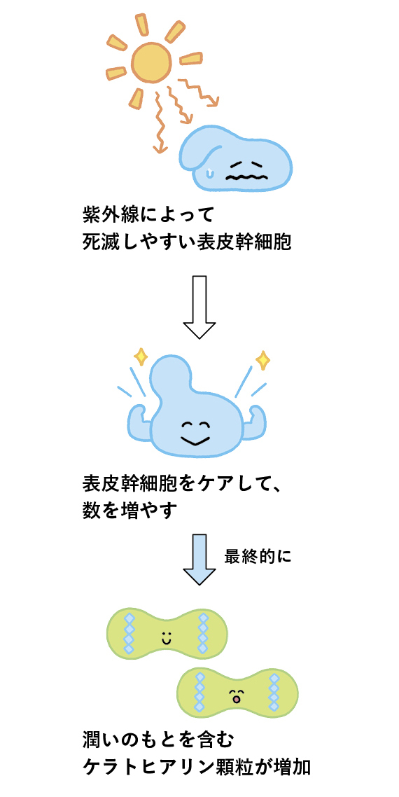 ◎表皮幹細胞を増やして潤った健やかな頭皮に！