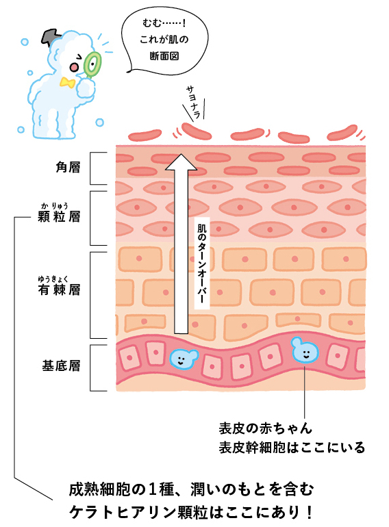 ◎潤いのカギは表皮幹細胞と肌のターンオーバー