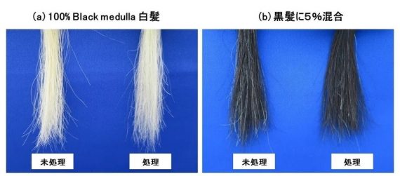 Hair Medulla Care処理による白髪の外観変化