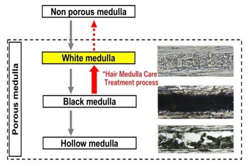 メデュラの構造変化過程
