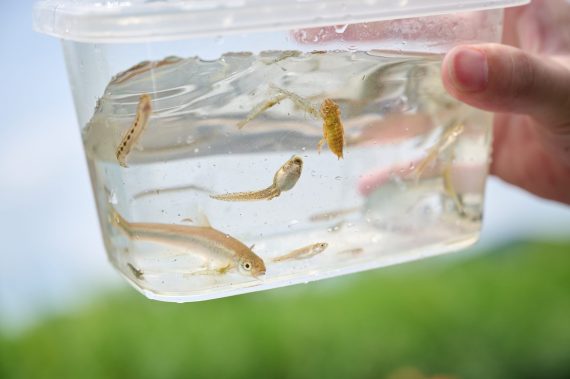 捕獲した生物を観察する参加者